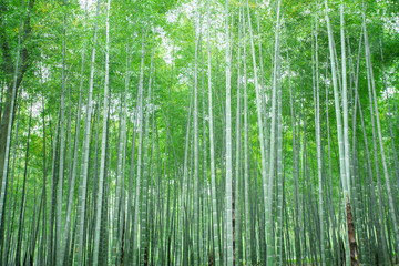 竹子竹叶竹林4000万像素