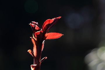 香椿芽