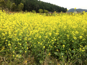 盛开的油菜花