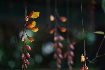 黄花老鸦嘴