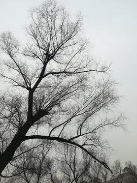 冬日枯树