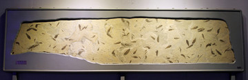 古生物化石鱼化石