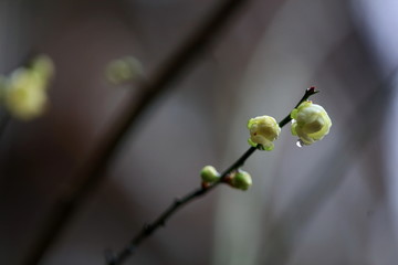 梅苑小区的梅花