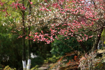 春天的梅花