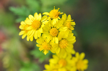 野菊花