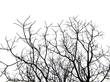 黑白树枝黑白树影