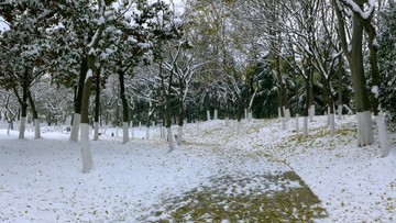 武汉市汉阳区月湖公园雪景