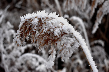 冰雪覆盖的植物