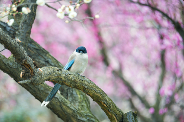 喜鹊和梅花