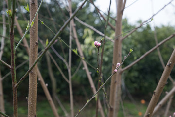 桃树花苞