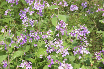 紫金草