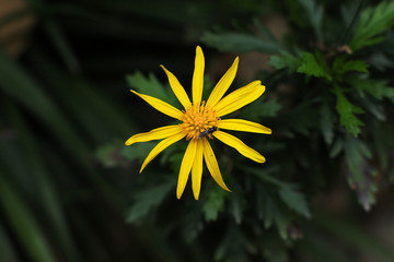 黄金菊