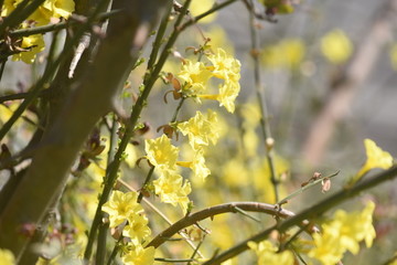 连翘花