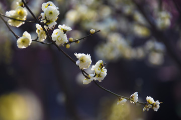 阳春三月梅花开