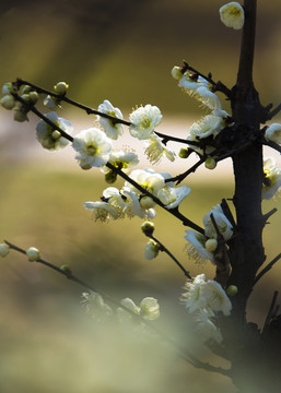 阳春三月梅花开