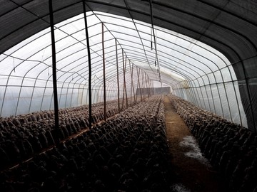 温室香菇培育
