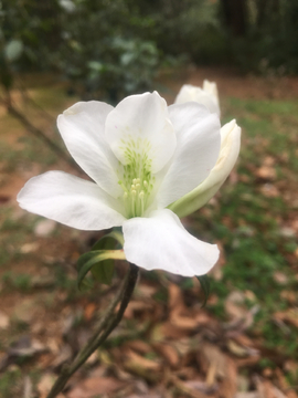 白色毛杜鹃花