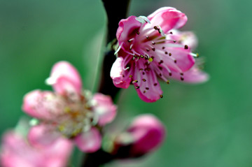 桃花