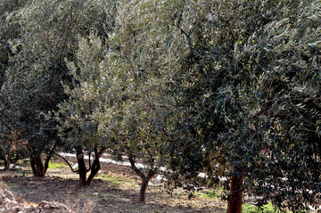 油橄榄树