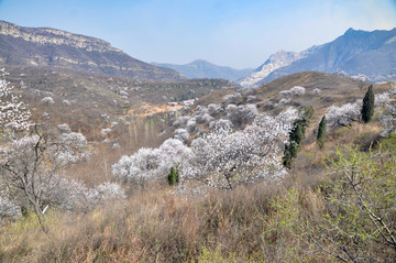 伏羲山杏花村