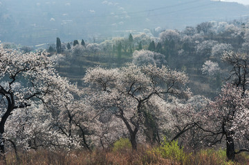 伏羲山杏花村