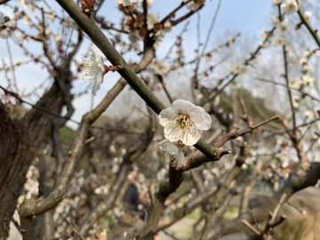 白色梅花