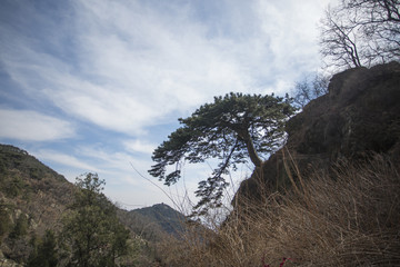 泰山迎客松