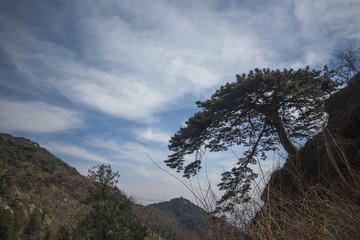 泰山迎客松