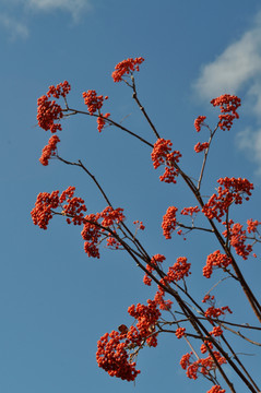 花秋红果