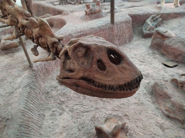 恐龙化石