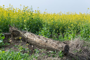 消泗油菜花