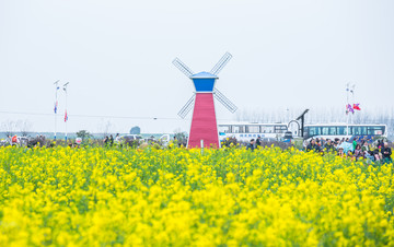 消泗油菜花