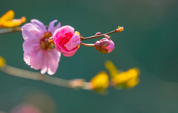 梅花