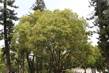 香樟厦门植物园
