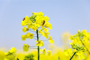 油菜花蜜