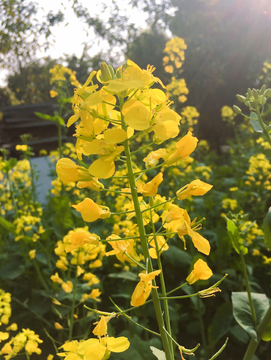 春天油菜花开黄色花朵摄影图
