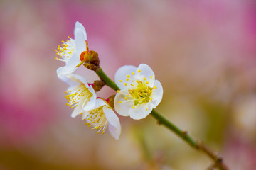 梅花