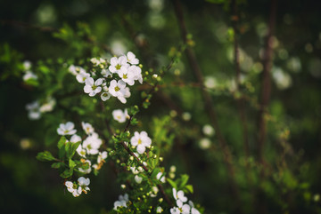 珍珠绣线菊