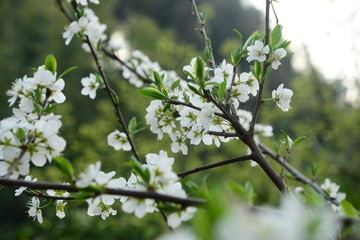 李子花