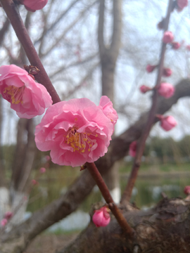 桃花
