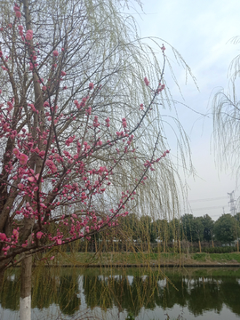 桃花