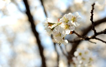 春暖花开