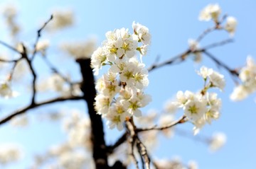 春暖花开