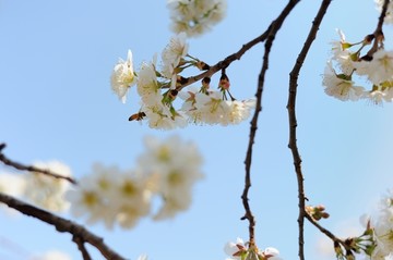 春暖花开