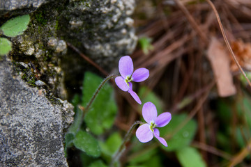 路边花