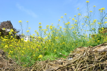 油菜花