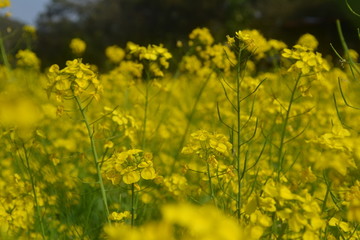 油菜花