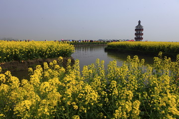 兴化千垛油菜花