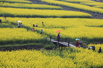 兴化千垛油菜花