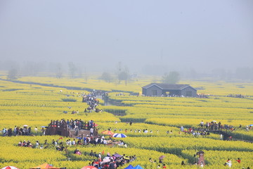 兴化千垛油菜花